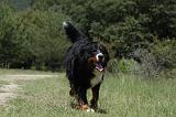 BOUVIER BERNOIS 449